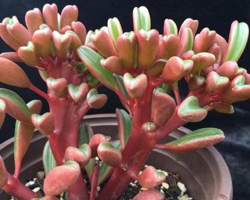红背椒草多肉养殖全攻略（红叶美艳，低调养护，轻松打造绿色家居）