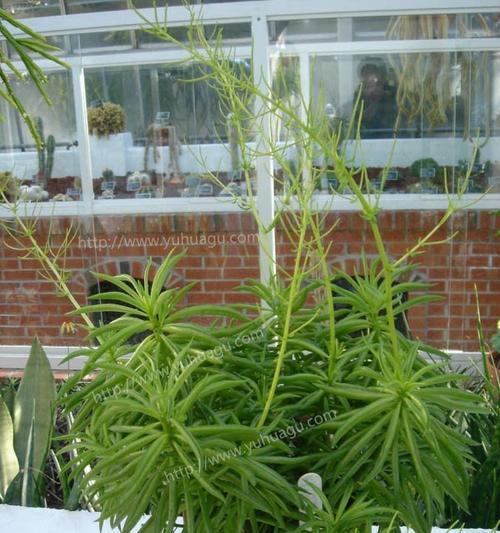 红边椒草开花的美妙之处（探秘红边椒草花朵的形态与色彩）