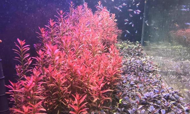 红草——一种神奇的植物（探秘红草的特点和用途）