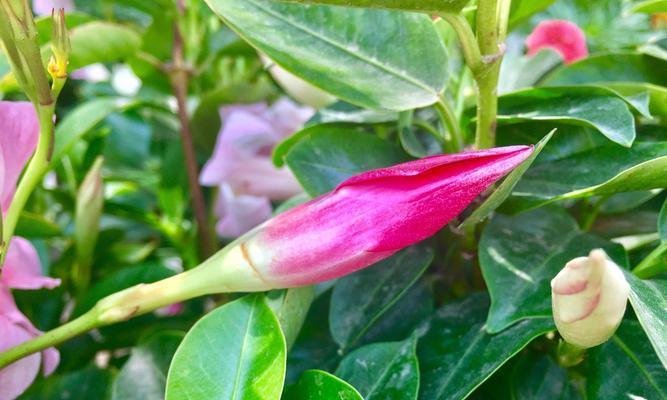 红蝉花开花时间与季节（探寻红蝉花的花期和花开季节）