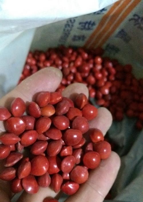 红豆象征的文化内涵（探究红豆的象征意义及其文化价值）