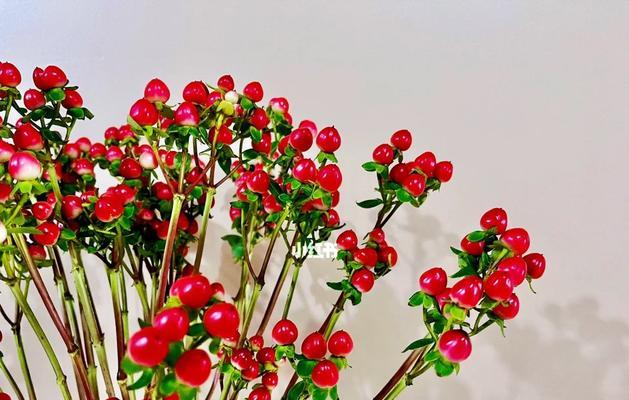 红豆开花的寓意与花语（探寻红豆开花的深层象征意义，掌握其独特的花语之道）