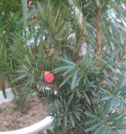 为什么红豆杉不开花？（探究红豆杉不开花的原因及解决方法）