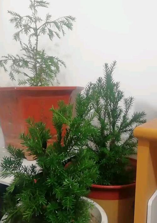 红豆杉嫁接技术详解（掌握红豆杉嫁接方法，打造优美盆景）