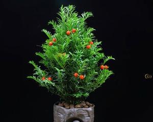 红豆杉盆栽的种植与护理
