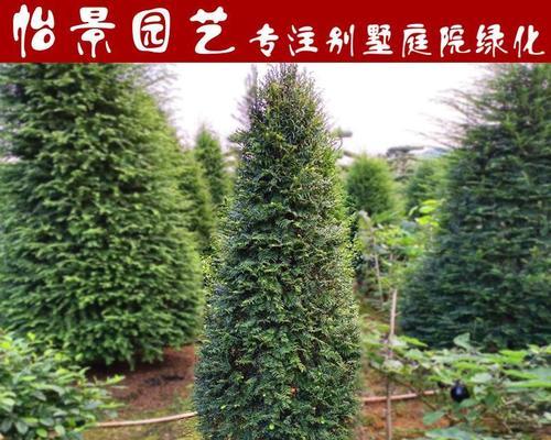 红豆杉树的功效与作用（了解红豆杉树的养生奥秘）