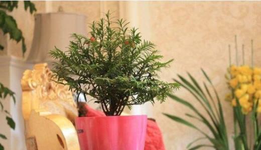 红豆杉树的养殖指南（从选址到管理全方位了解，让红豆杉树健康成长）