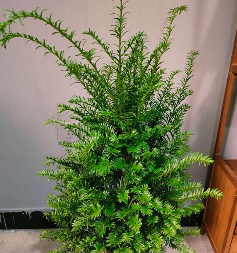 红豆杉是喜阳光还是喜阴？（探究红豆杉的光照需求及其对生长的影响）