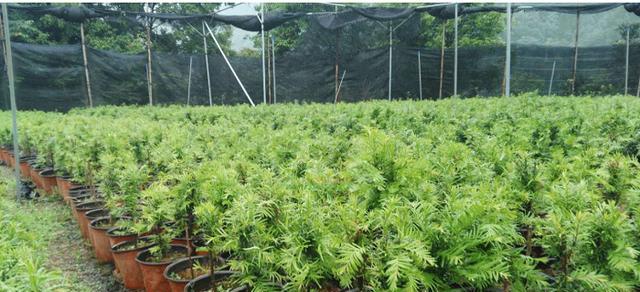 红豆杉种子发芽时间及方法剖析（掌握发芽规律，成功育苗不再难）