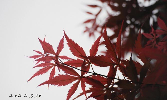 红枫的花语和寓意（浪漫的秋天情调与生命力的象征）