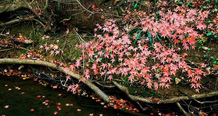 红枫之花语（探索红枫花的含义和传说）