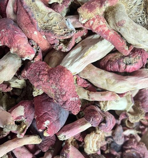 红菇的生长环境与条件（探寻红菇的生存之道）