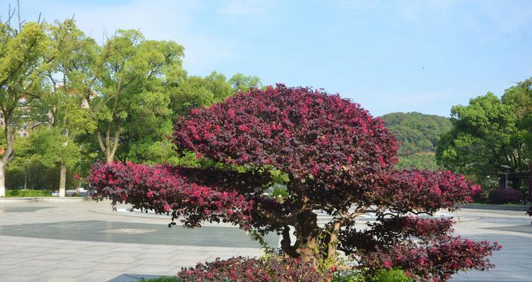 红继木是草本还是木本？探究其分类学特征（分类、生态与栽培）
