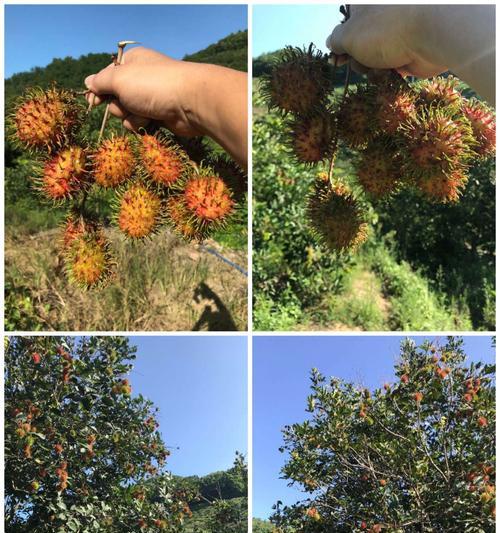 红毛丹成熟季节（揭秘红毛丹的生长周期、品种及健康功效）