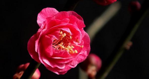 松红梅养殖全指南（从种植到养护，教你打造美丽松红梅花园）