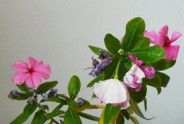 家里养四季梅的好处与风水（在家种植四季梅，生活更美好）