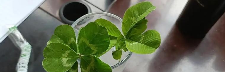 家里养四叶草，好风水！（四叶草的家居风水作用和种植技巧）