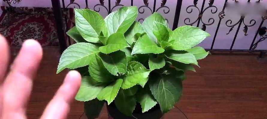 家居风水之绣球花如何布置？（揭秘绣球花的风水效果和布置技巧）