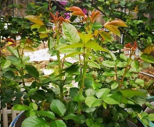 家里养月季花，风水佳（打造幸福家庭，必备养花技巧）