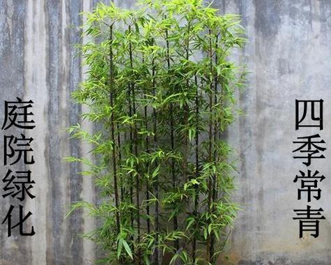 家里养竹子的风水利与弊（探究竹子作为家居植物的风水效应）
