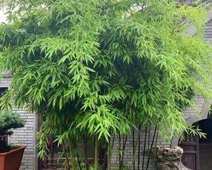 家里养紫竹，风水旺财！（从风水角度看，家里养紫竹的好处和要注意的事项。）