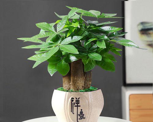 家里招财的盆栽大全（多肉植物、金钱树、发财树，让你家财旺旺！）