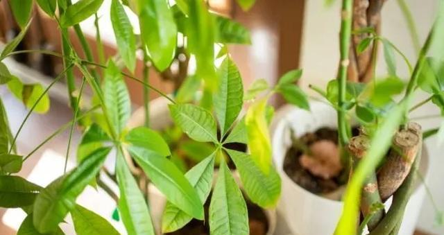 家里植物叶子发黄，怎么办？（教你如何照顾室内植物，让你的家更绿更美）