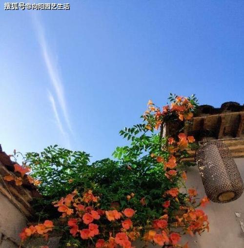 家里种凌霄花，风水是否吉祥？（风水小常识）