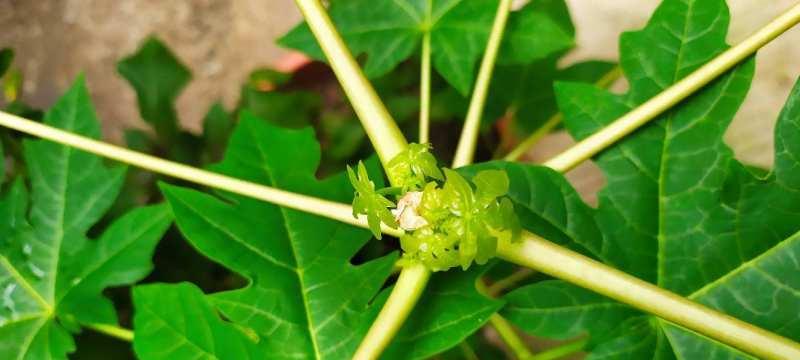 家里种木瓜树，好处多多（为什么要在家里种木瓜树，种植方法、养护技巧详解）