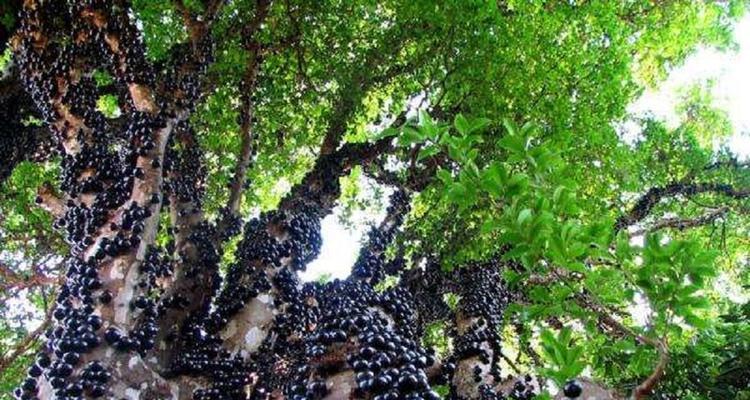 家里种葡萄树的风水禁忌（如何选择葡萄树种类与种植位置）