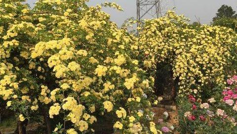 家里种蔷薇花的风水效应（花开富贵，好运常伴）