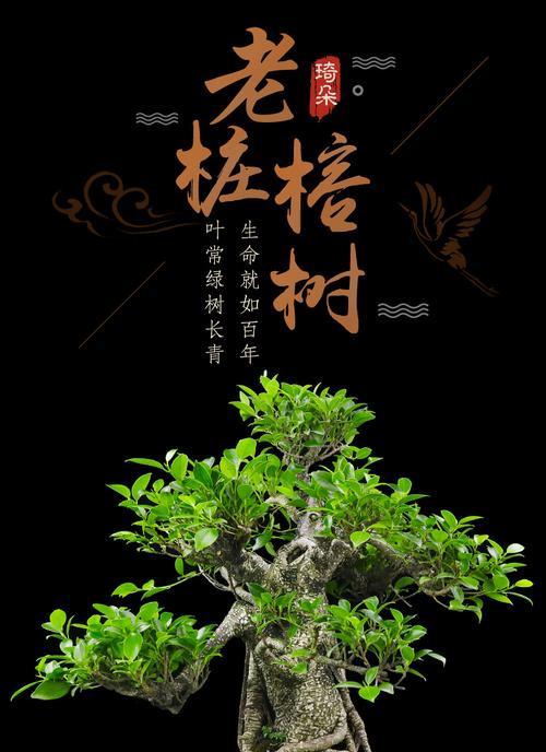 家里种榕树的风水好处（榕树的五行属性及在风水中的作用）