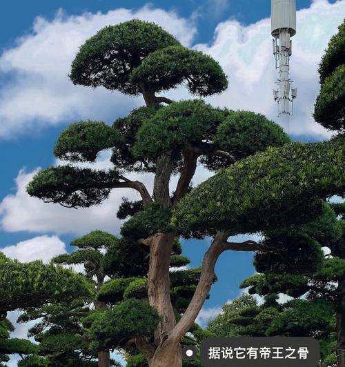 家里种松树的好处与注意事项（打造绿色家园，享受健康生活）
