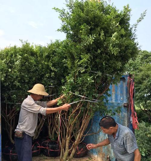 嘉宝果花盆种植指南（适合城市生活的果树种植，不用出门就能享受自己种的果实）