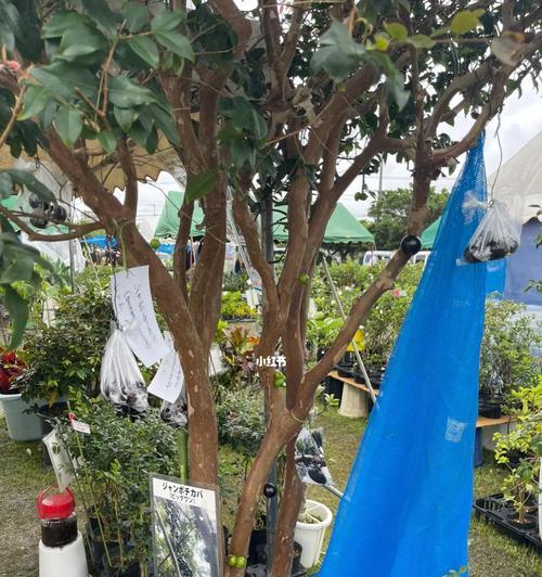 嘉宝果的室内种植技巧（室内种植嘉宝果，这些你需要知道！）