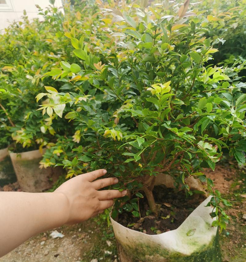 嘉宝果树的最佳肥料选择（如何为嘉宝果树施肥？）