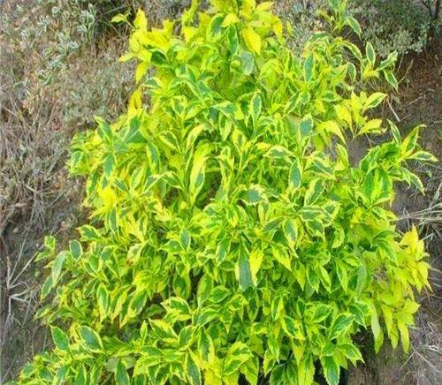 假连翘怎么养能多开花？（打造假连翘繁花盛景，这些技巧要掌握！）
