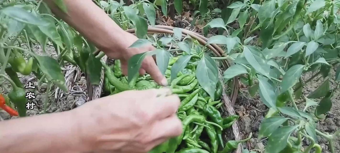 怎样保存尖椒让其保鲜更久？（分享多种方法，让您爱上尖椒的味道。）