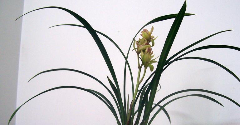 建兰不开花的原因（分析建兰不开花的原因及解决方法）