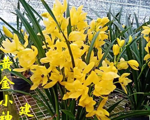 建兰冬季开花的奇迹（探秘建兰在寒冷季节开花的原因和方法）
