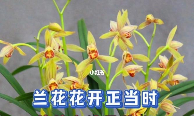 建兰花期养护方法（如何让建兰在花期更美丽？）