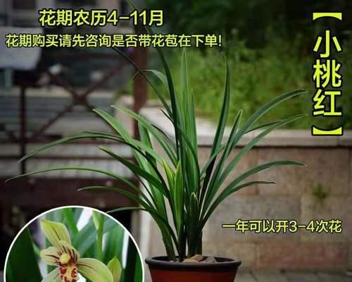 建兰开花时间和养护技巧（养几年才能开花？建兰开花期是什么时候？如何正确养护？）