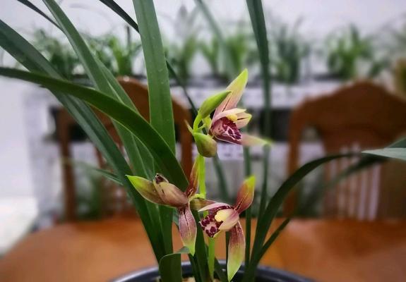 建兰发芽长叶全过程剖析（如何快速且成功地种植建兰？）
