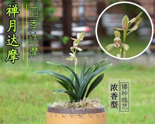建兰养护指南（如何培育花期丰盛的建兰？建兰养护关键技巧大揭秘！）