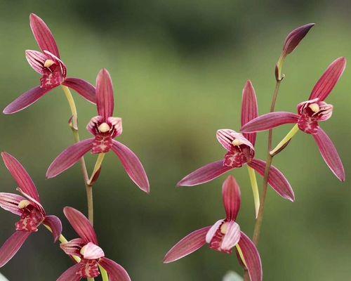 建兰如何才能开花？（——养护技巧分享）