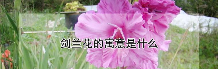 剑兰花，室内美丽的选择（优雅的剑兰花，如何在室内种植与养护）