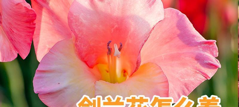 剑兰花的水养方法（培育出优美的剑兰花）