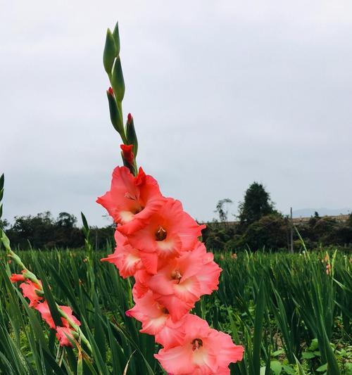 剑兰的种植全指南（适合几月份种植？如何培育？）