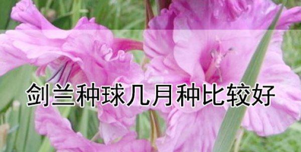 剑兰种植指南（最佳种植时间及注意事项）