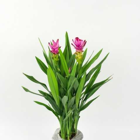 姜荷花的养殖技巧（从了解到养护，轻松打造盆栽花园）